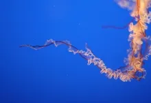 jellyfish 3888x2592 wallpaper Art HD Wallpaper
